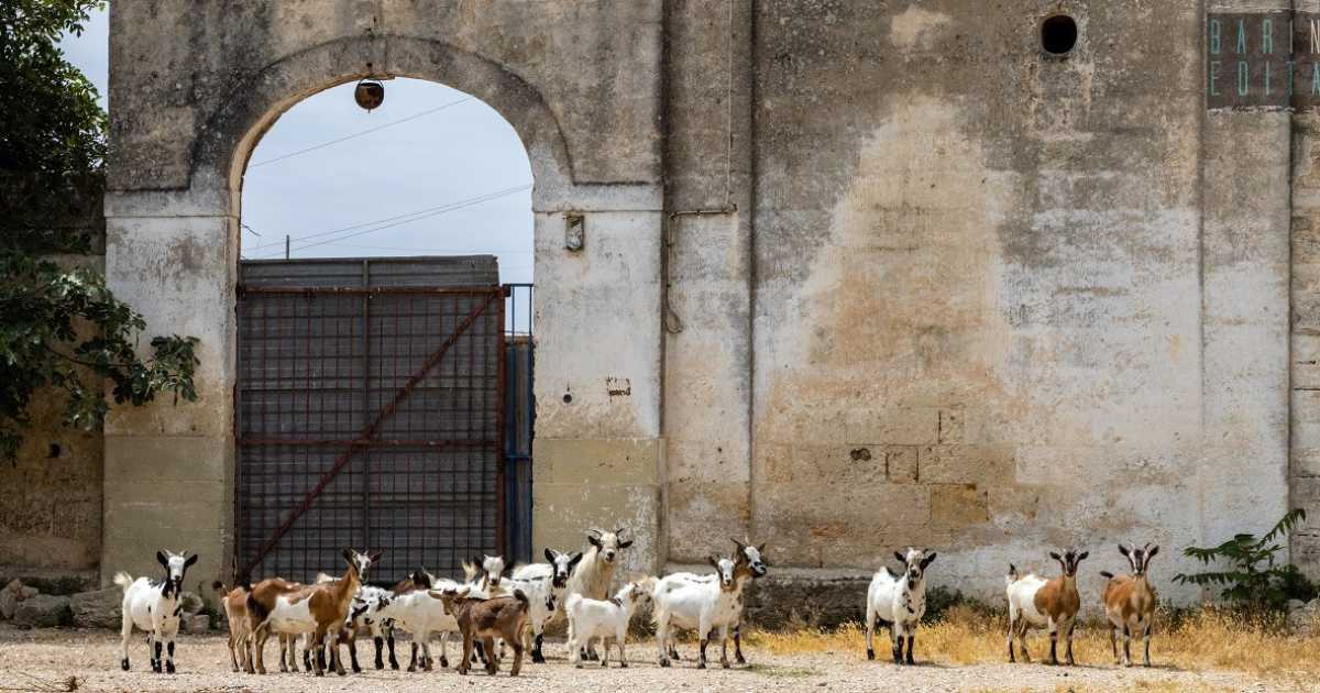 Masserie, caprette, acqua sorgiva e tanto verde: c'� un angolo di Bari rimasto fermo nel tempo
